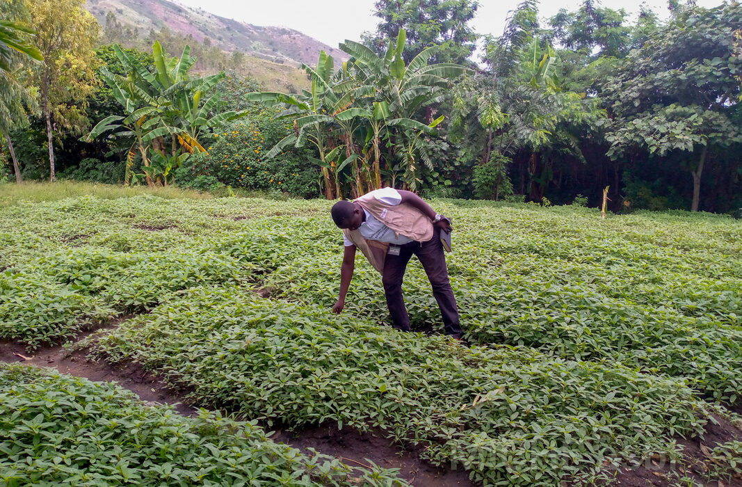 Encadrement des femmes paysannes dans les techniques culturales des cultures maraîchères dans le territoire d’Uvira